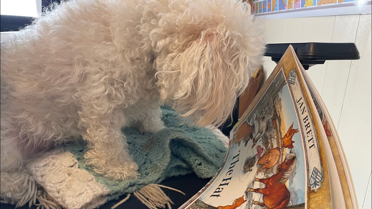 Benny helps the Library Lady reads The Hat