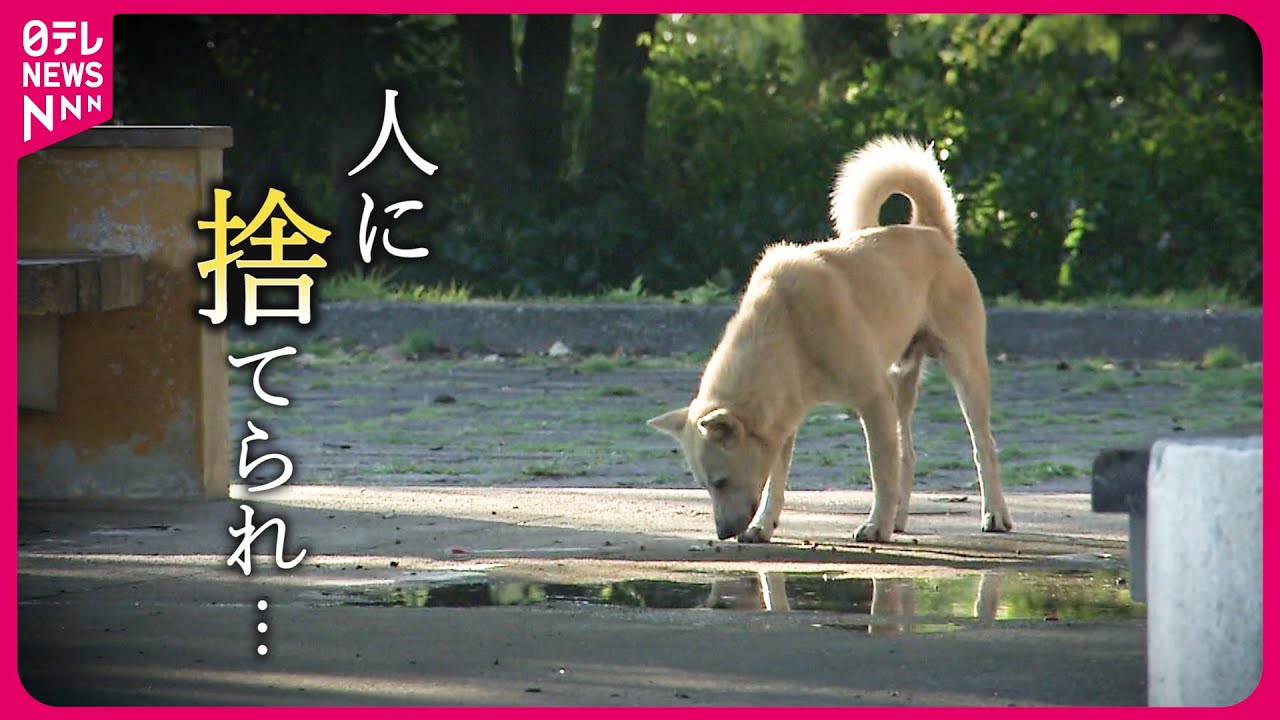 【野犬】513匹を保護… 市内で相次ぐ目撃情報 広がる不安と保護活動　山口　NNNセレクション