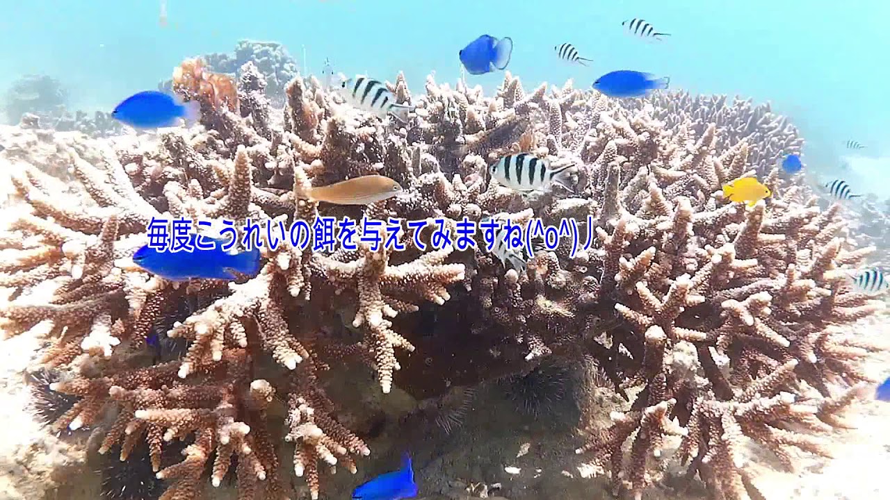 【沖縄】今帰仁・カヤックで人間を断絶したビーチでシュノーケル
