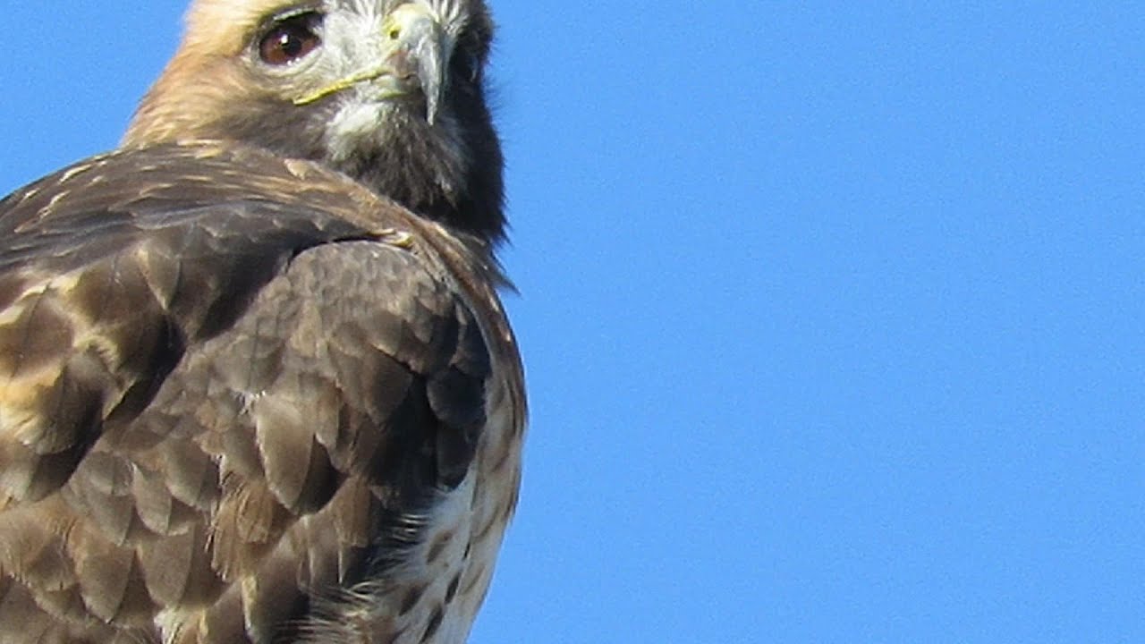 Red-Tail on Point