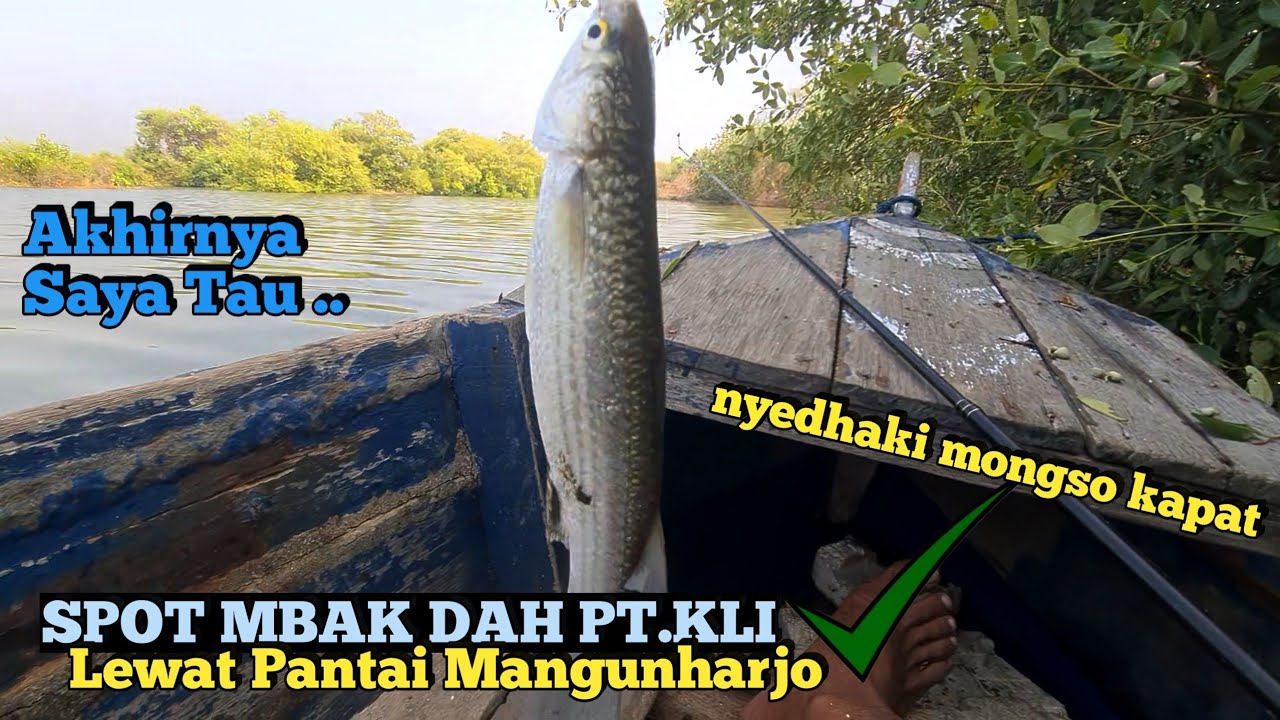Cara Mengatasi Ikan Belanak Susah Makan/Makan Jelek