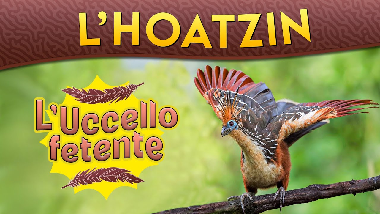 L'Hoatzin: l'uccello fetente ► Puntata 242