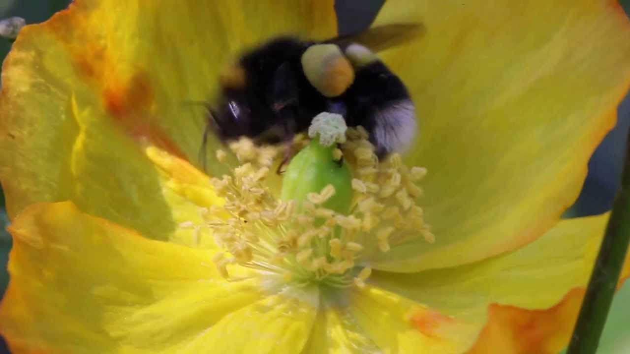Bumblebee collecting Pollen