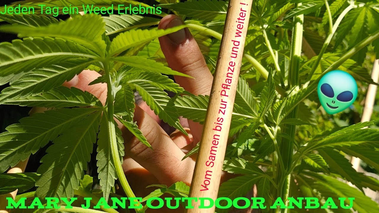 Cannabis Outdoor Anbau ⚠️jeden Tag was neues zu erleben! Vom Samen bis zur Pflanze und weiter!