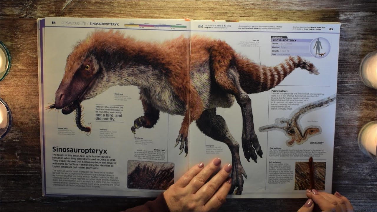ASMR Dinosaur! Encyclopedia 2nd look, whispered reading and tracing