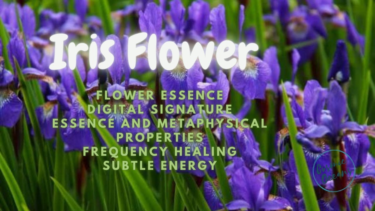 Iris  Flower Essence Frequency - Energetic Signature - Creativity - Happiness