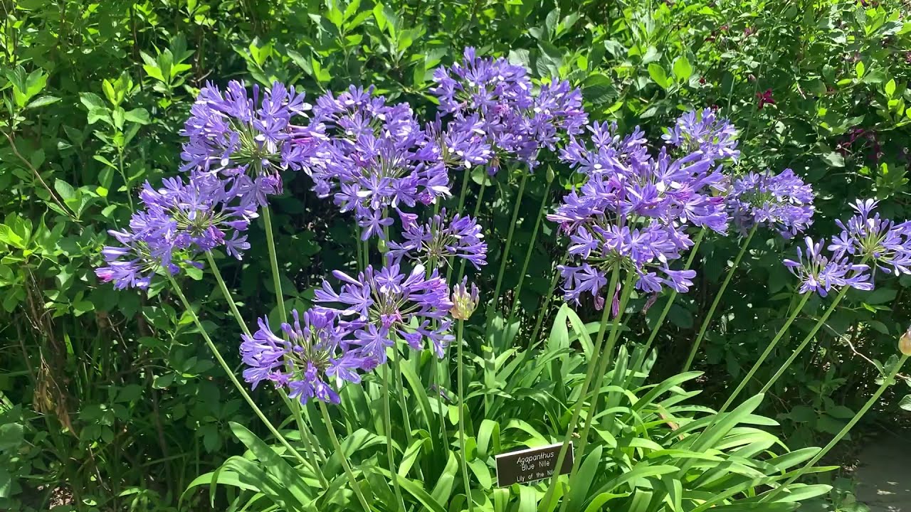 Agapanthus Plant Profile