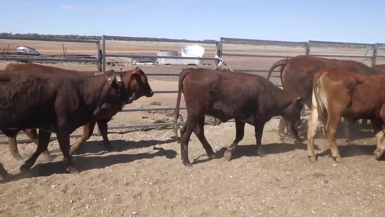 38 SANDILA BACKGROUNDER HEIFERS. DELIVERED WINTON. AV 310.3KG CURFEWED