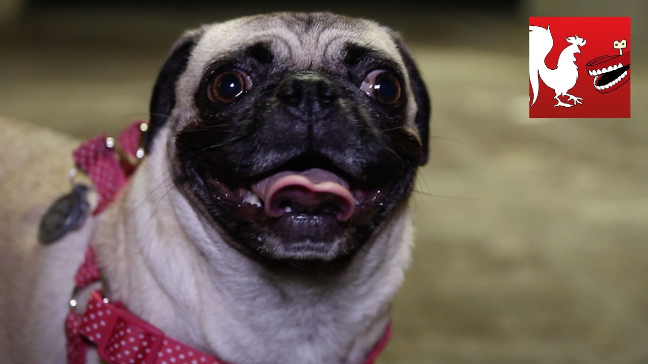 RT Recap - Pets of RT