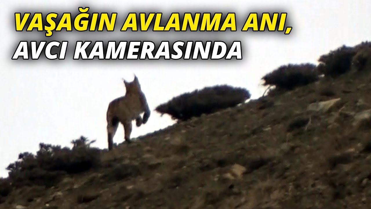 Vaşağın avlanma anı, avcı kamerasında