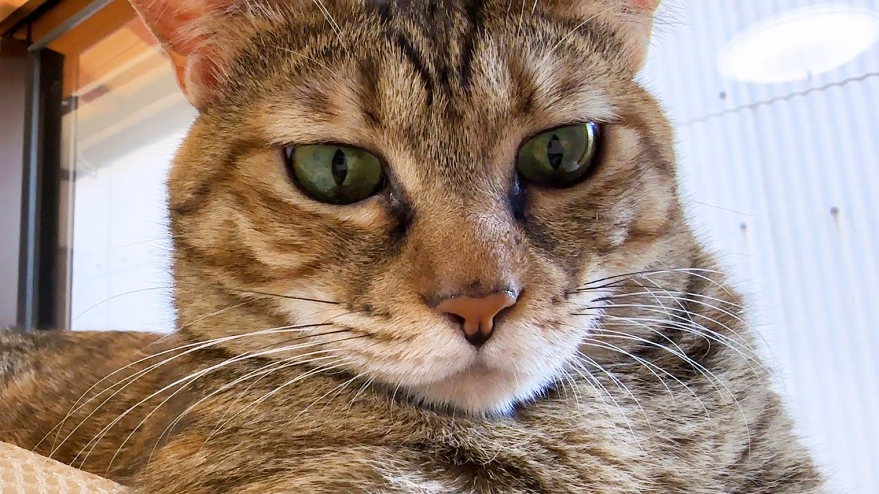 姉猫のマネをポーカーフェイスで頑張るが思うようにいかない猫はこちらです笑