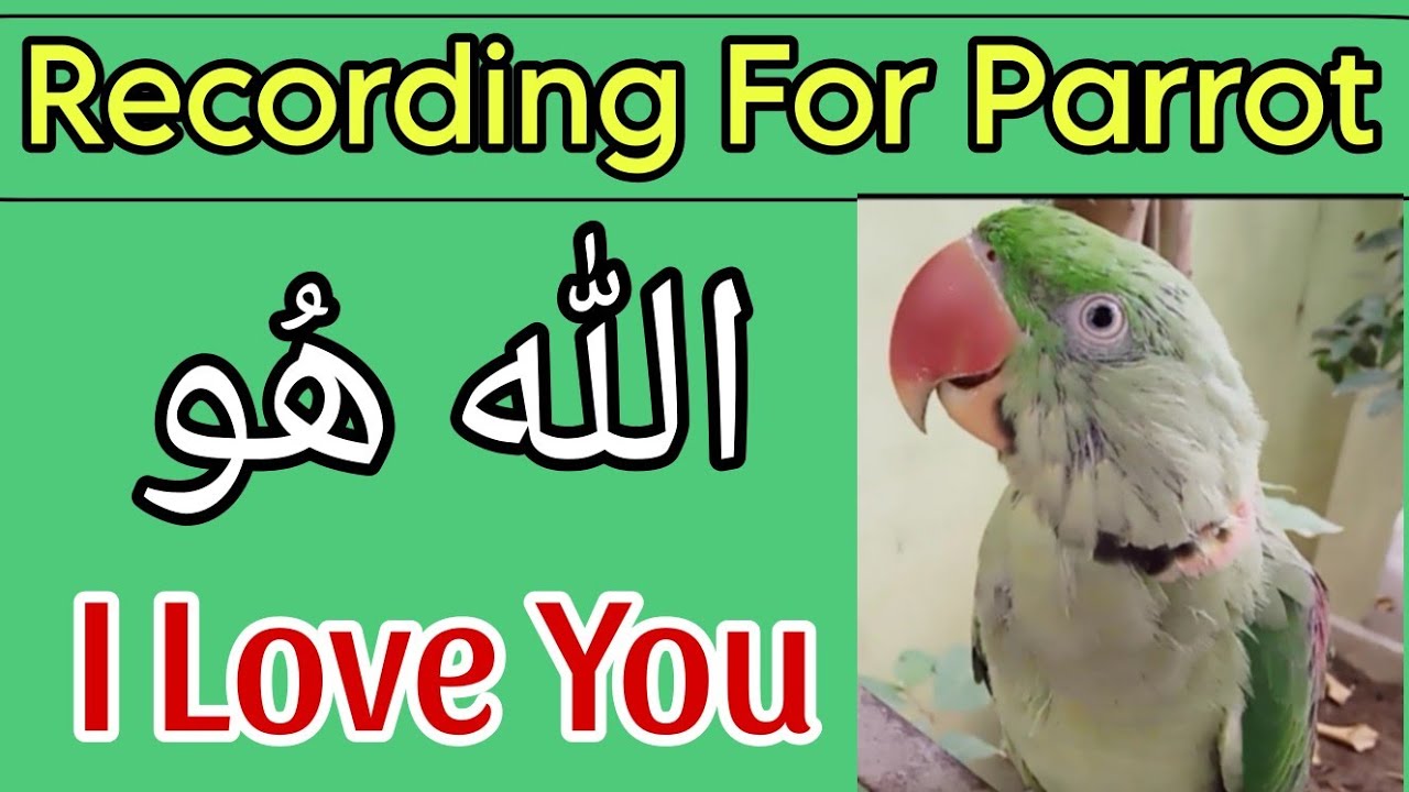 Recording for parrot | How to train a parrot to talk Allah ho I love you | Toty ko batein sikhana