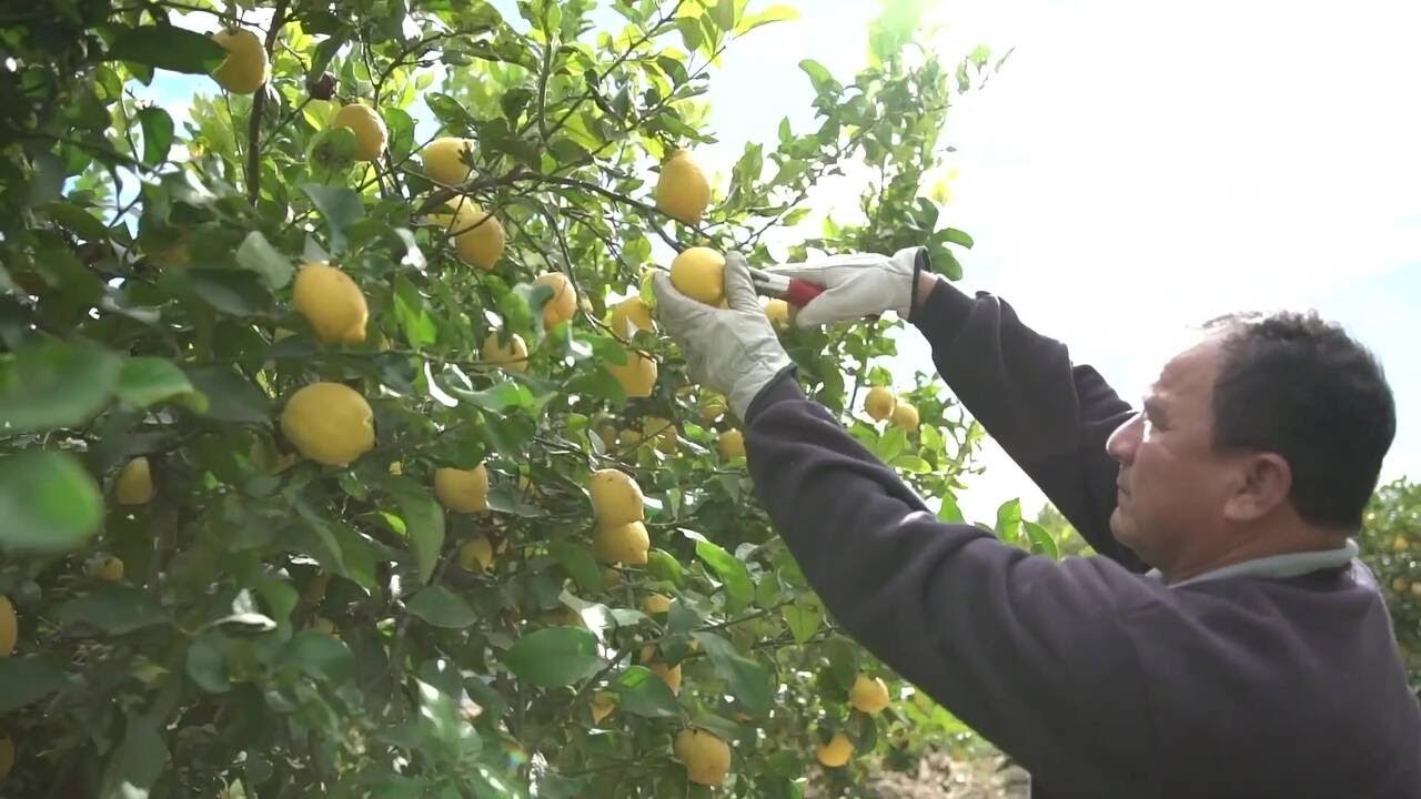 Customer Story - García Aranda - Integrated Citrus Solution