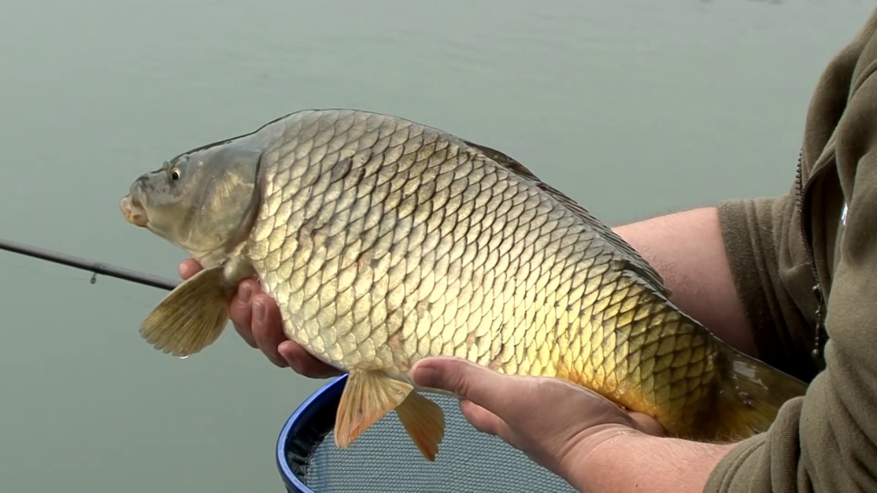 Vízközti pontyozás