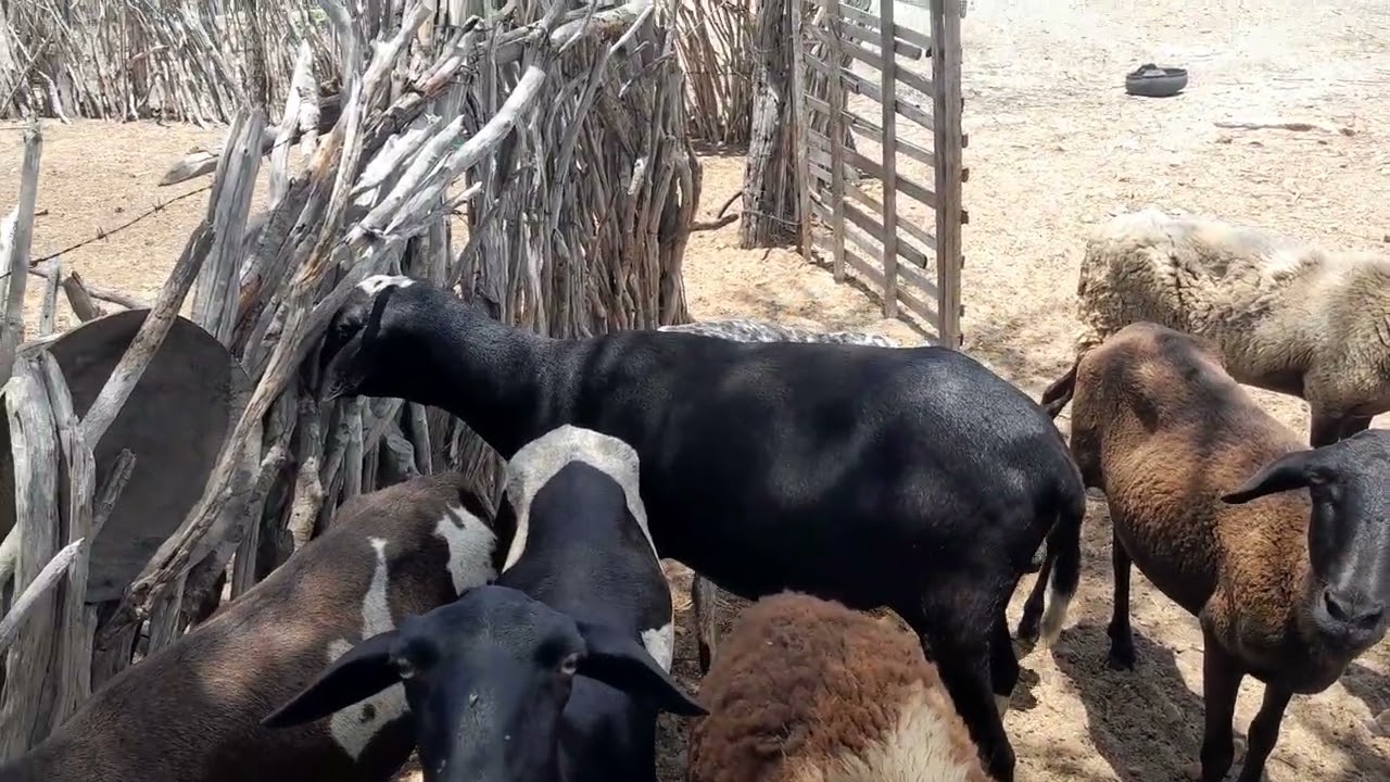 A  rotina do homem do campo corta palma pro  animais