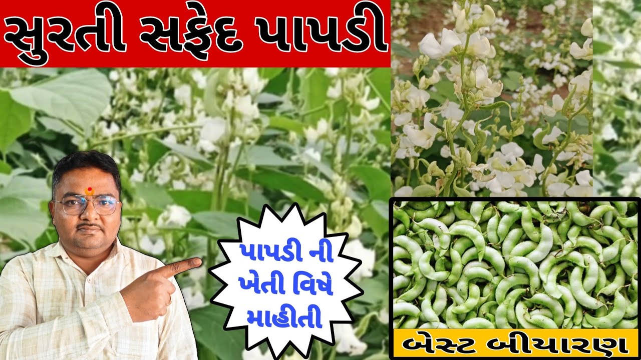 પાપડી | સુરતી સફેદ પાપડી નુ બેસ્ટ બીયારણ #vegetable #farming
