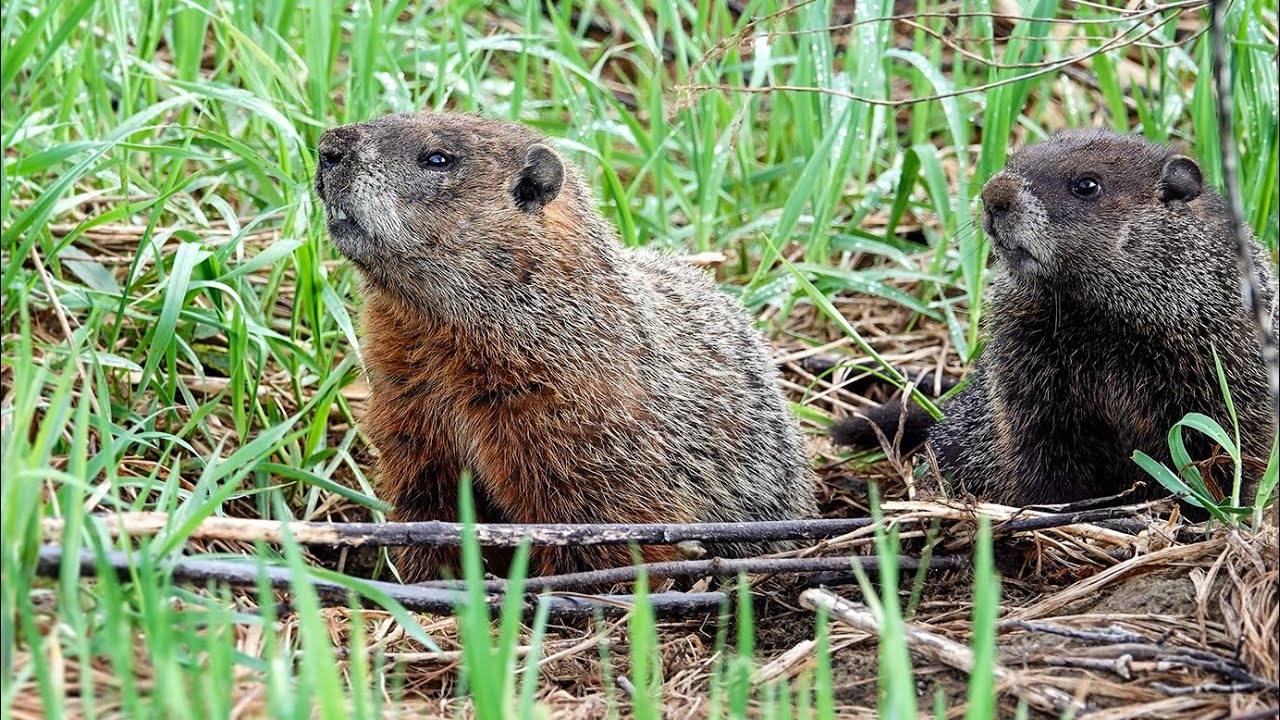 Woodchuck: Vocalization (6 May 2024)