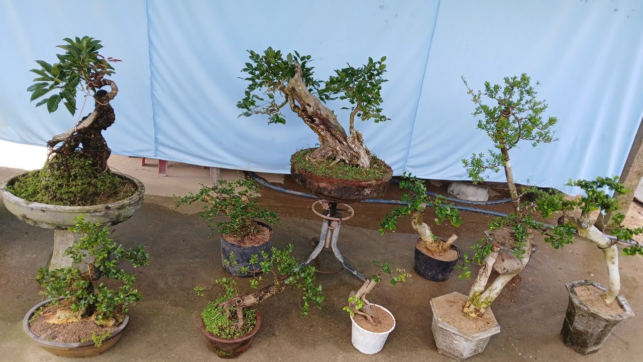 Trưa 18/3 @0346714857 gl trắc đỏ đen. Duối nhè đá. Hải châu. Túc. Trà phúc kiến...bao ship toàn quốc