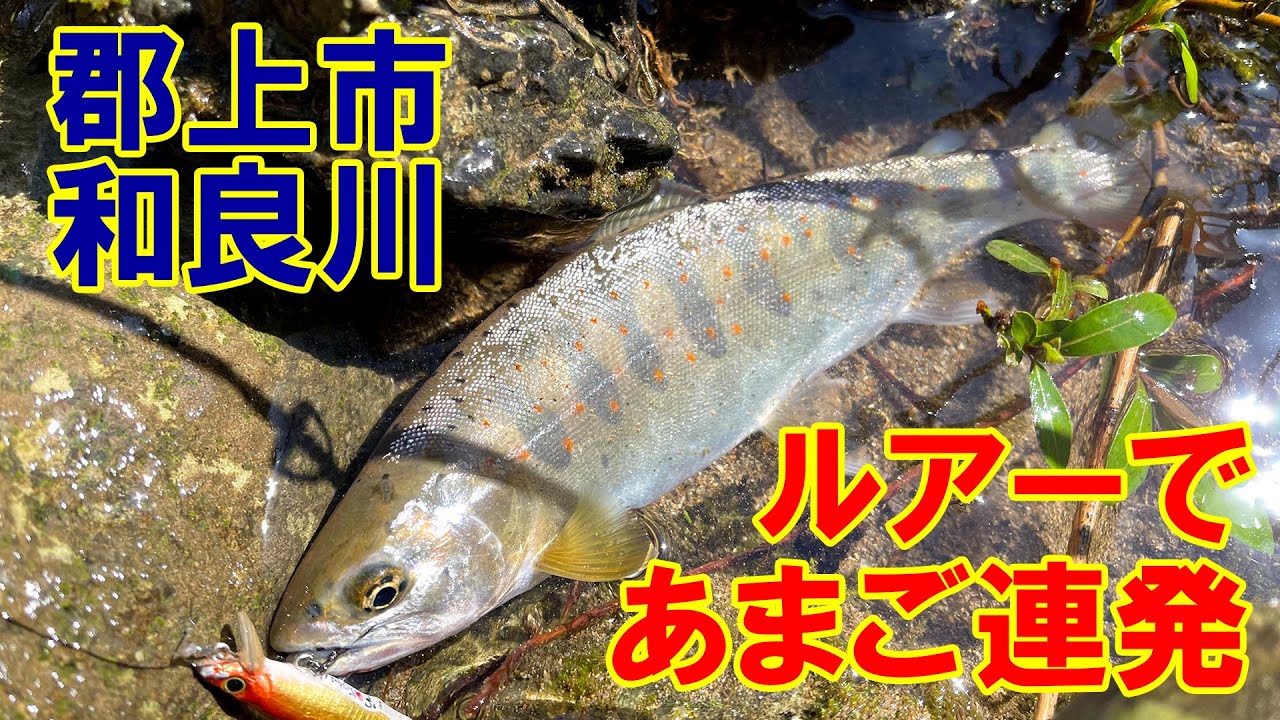 郡上市和良川でルアーフィッシング！あまごが連発！高活性！