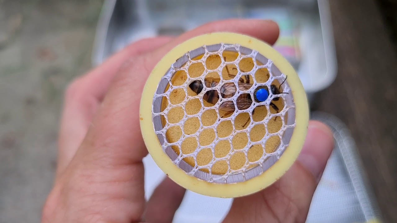 Folge 11 Zeichnen einer Bienenkönigin