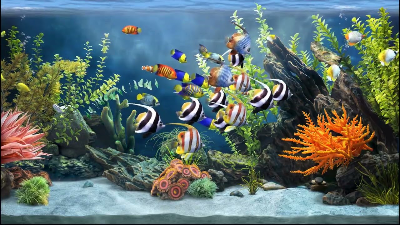 Zen Aquarium - Tranquil Time - 1 hour (no music)