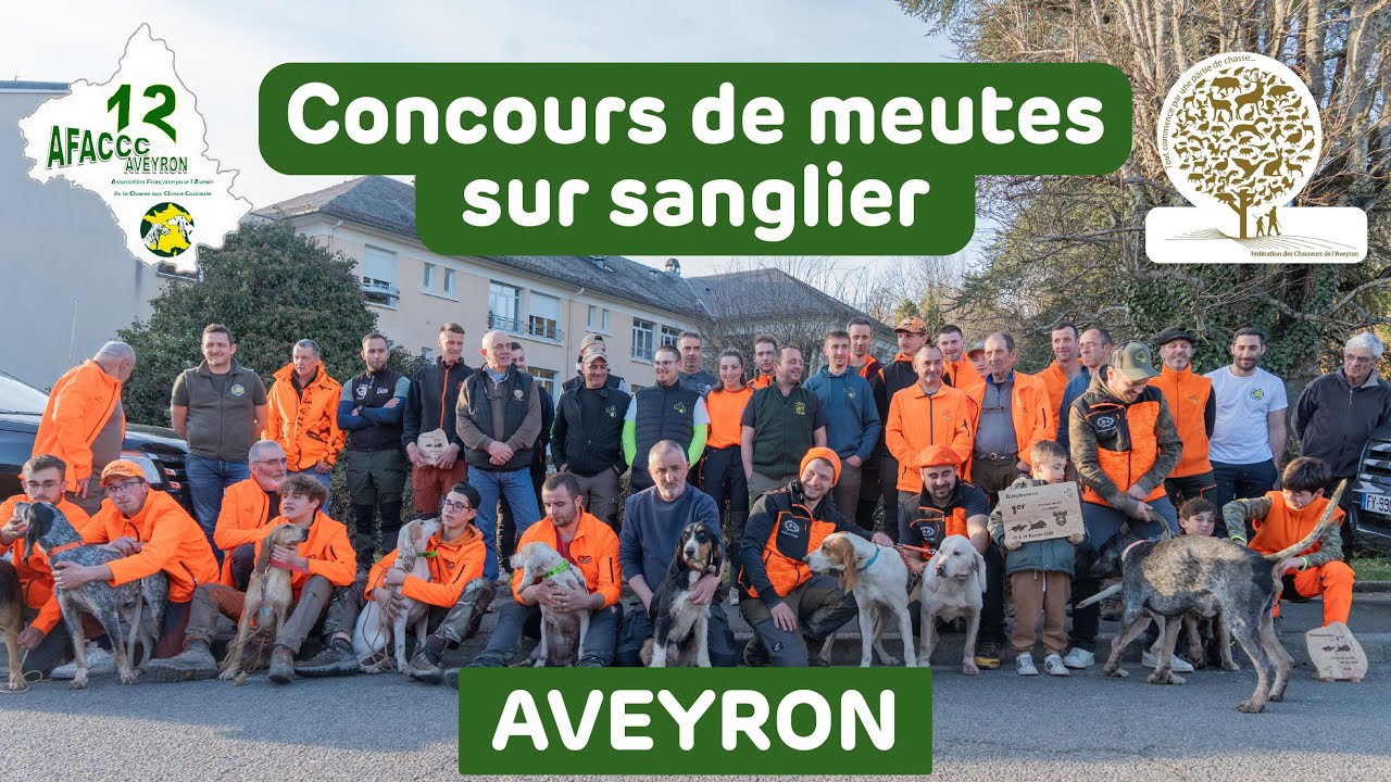 Concours de meutes sur sanglier 2025 Rieupeyroux AVEYRON