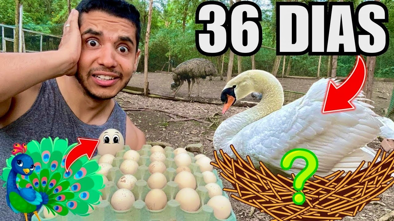 36 dias de incubação Cisne Branco | Chocando ovos de pavão | Aves Recriar
