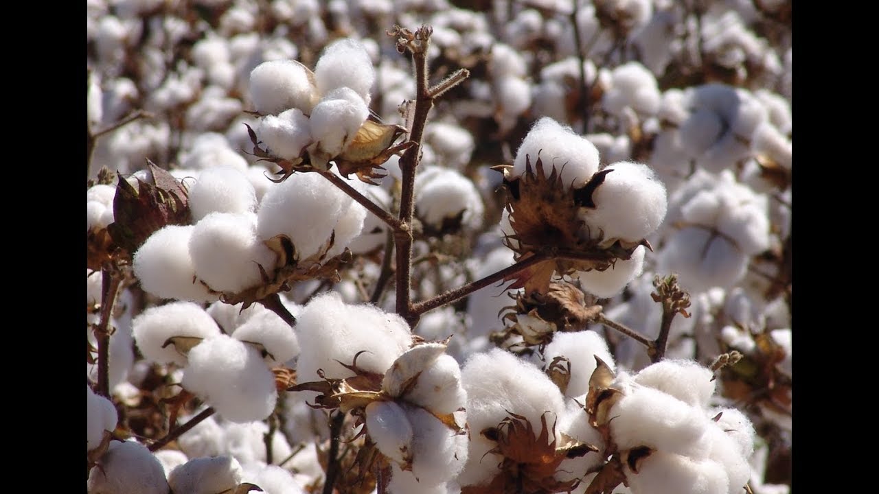 Produção de algodão em Balsas.