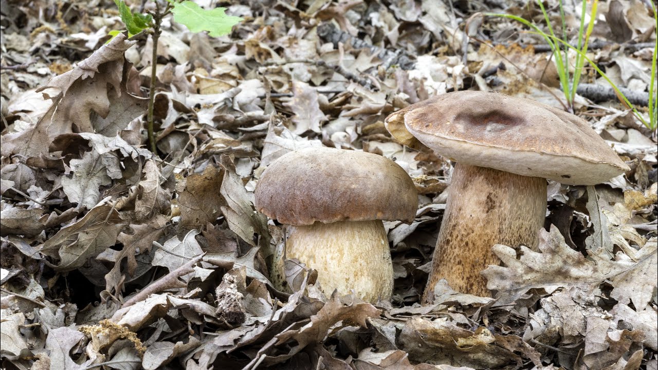 Porcini | Dove scorre l'acqua dei temporali (1)
