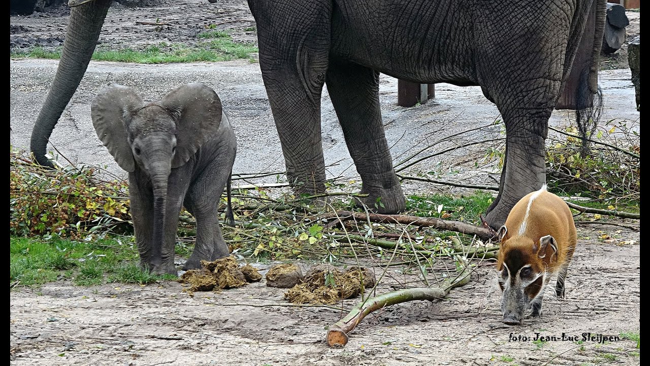 baby elephant Bumi (part 1) - Ouwehands Dierenpark