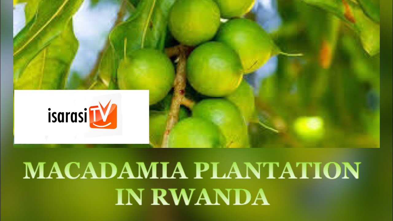 #MACADAMIA IN RWANDA