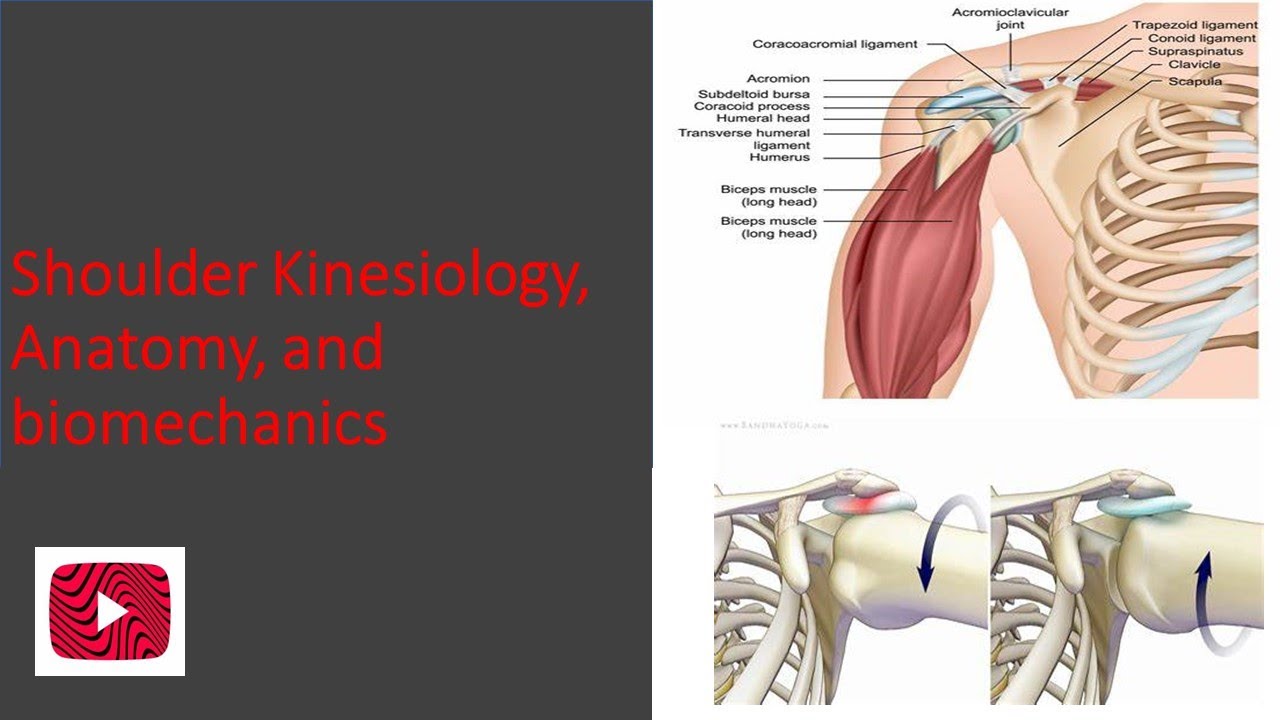 Shoulder Kinesiology, Anatomy, and Biomechanics..