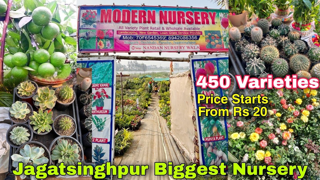 Cheap nd Best Nursery in Jagatsinghpur : Modern Nursery