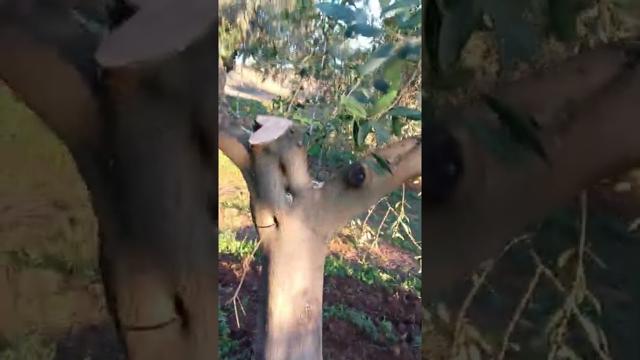Poda de olivar intensivo de regadío recolectado con vibro.