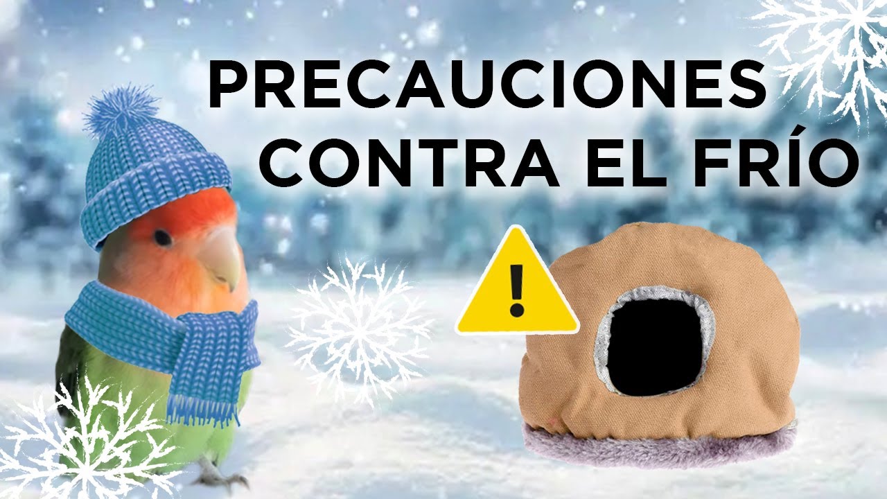 Como PROTEGER a tu LORITO del FRÍO en CASA ❄ [ CUIDADO con los NIDOS ❗ ]
