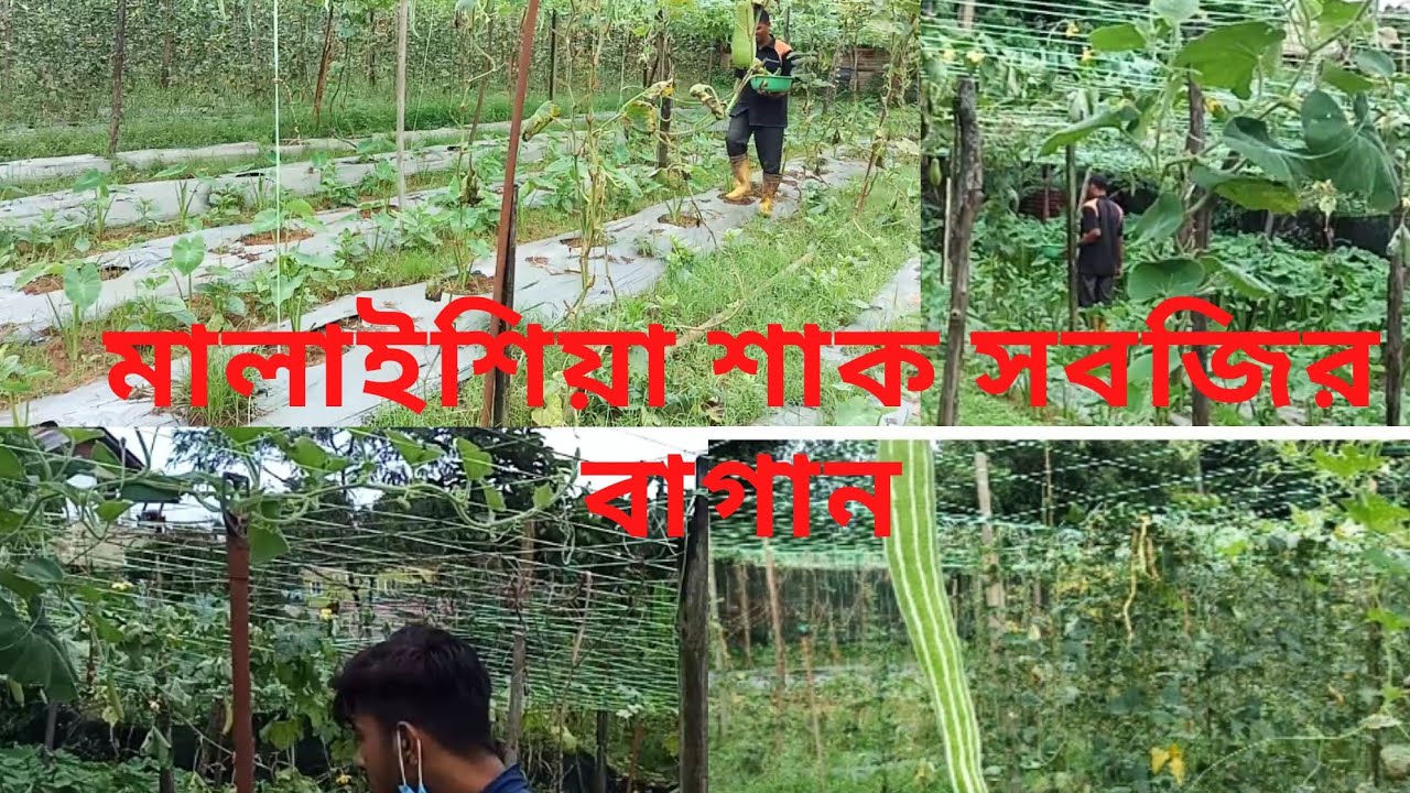মালাইশিয়া শাক সবজির বাগান#Malaysia Vegetable Garden # তাজা শাক সবজি