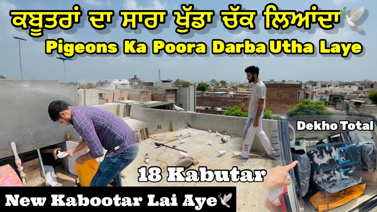 ਕਬੂਤਰਾਂ ਦਾ ਸਾਰਾ ਖੁੱਡਾ ਚੱਕ ਲਿਆਂਦਾ🕊️|| Kabutaro Ka Darba Utha Laye🕊️|| #pigeon #kabutar