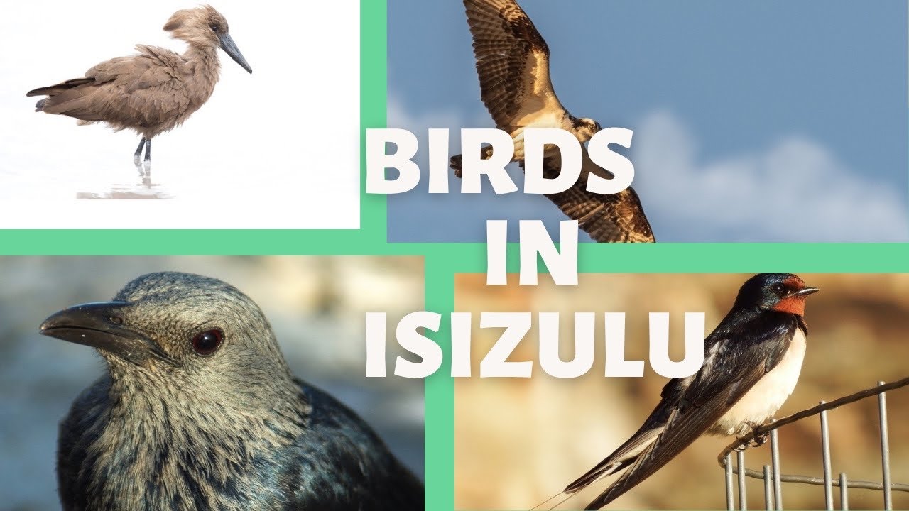 IsiZulu | Names of Birds in Zulu || Motale Matakalatse