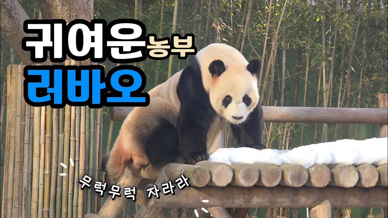 🗓20260206 판다월드 🎦귀여운 농부 러바오 | 다시 편해진 로아부부🎦 💕🐼러바오🐼아이바오💕