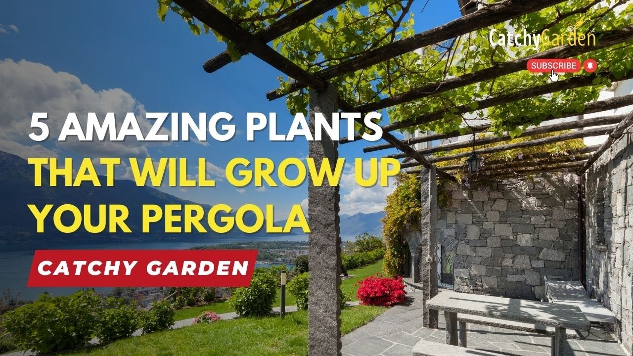5 Amazing Plants That Will Grow Up Your Pergola 🌺🌿🌸 // Gardening Tips