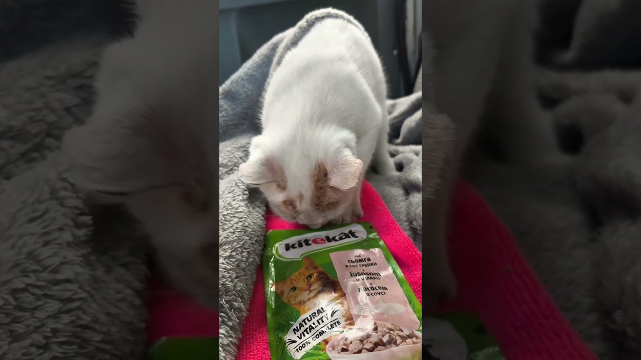 Котик буде обідати🐱