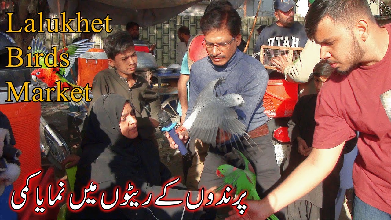 Lalukhet Exotic Parrots and Rare Birds Market Karachi 11-1-2026 Latest Update in Urdu | سوق الطيور