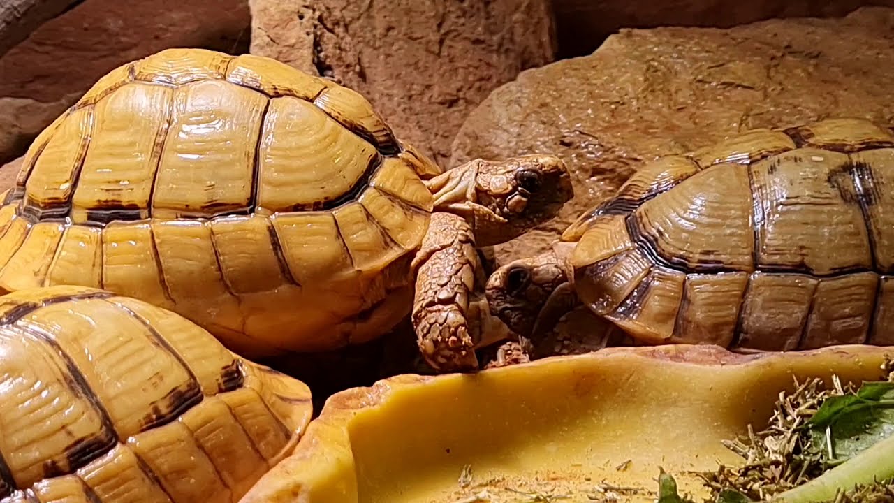 deinZoo - &Auml;gyptische Landschildkr&ouml;ten