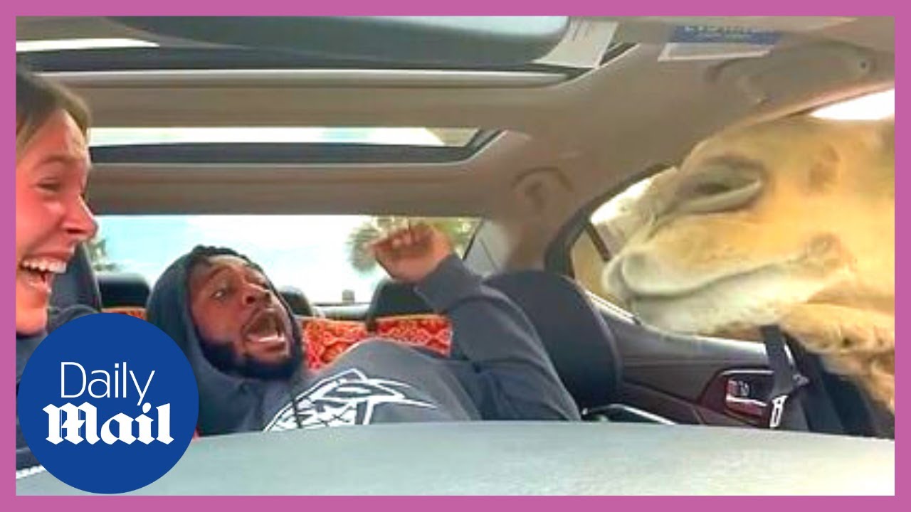 Man's hilarious reaction when camel sticks head through open car window