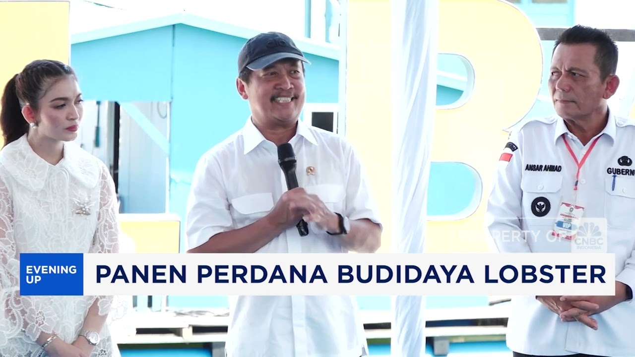 Cetak Sejarah! Panen Perdana Lobster di Batam Tembus 1,7 Ton