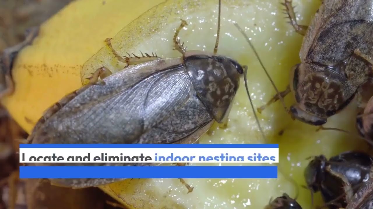 A full guide to brown banded cockroaches
