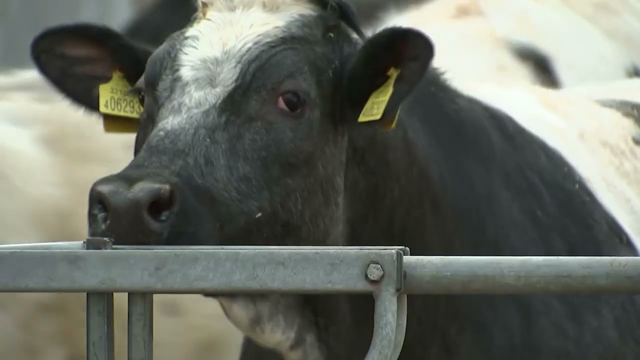 Urgent calls for greater mental health support for farmers | 5 News