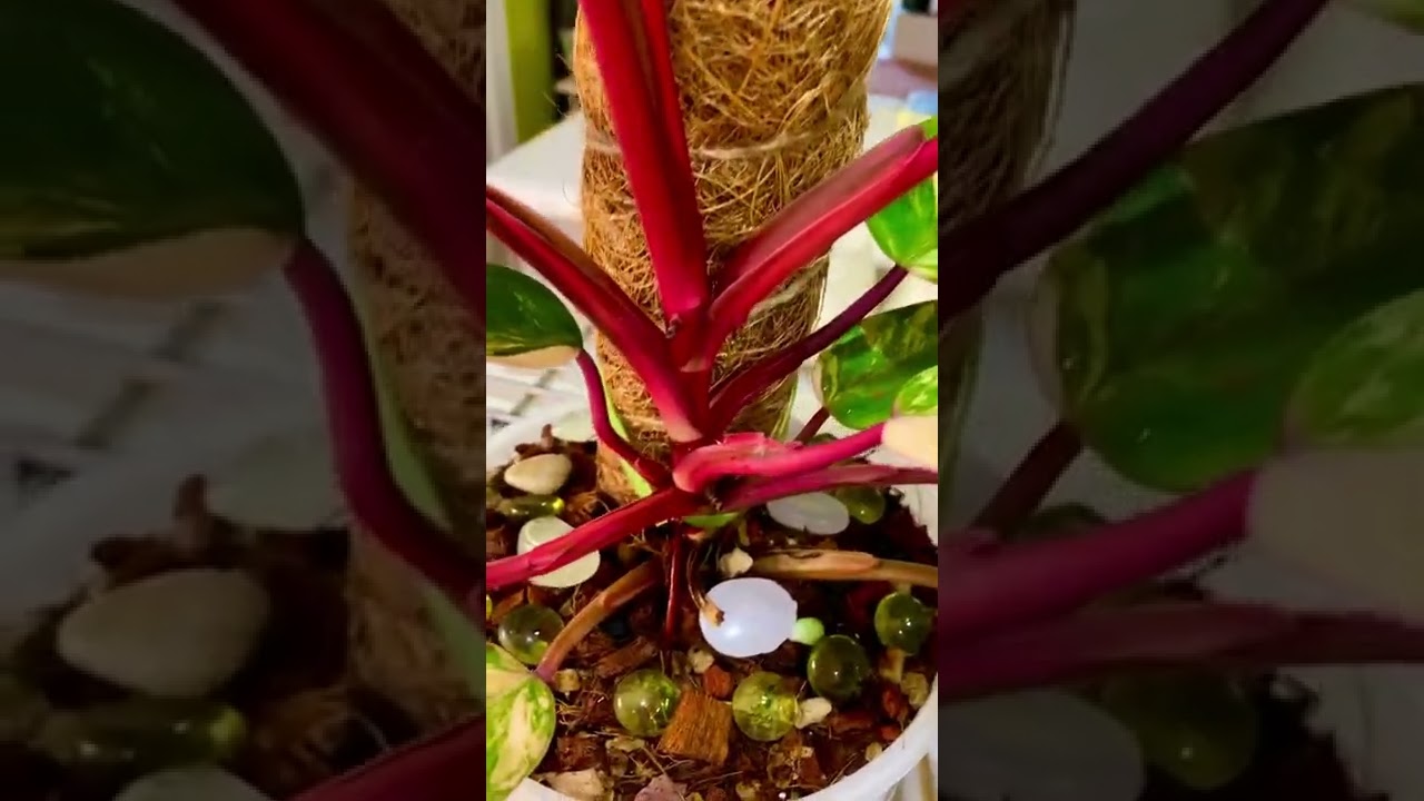 Stunning Philodendron Strawberry Shake