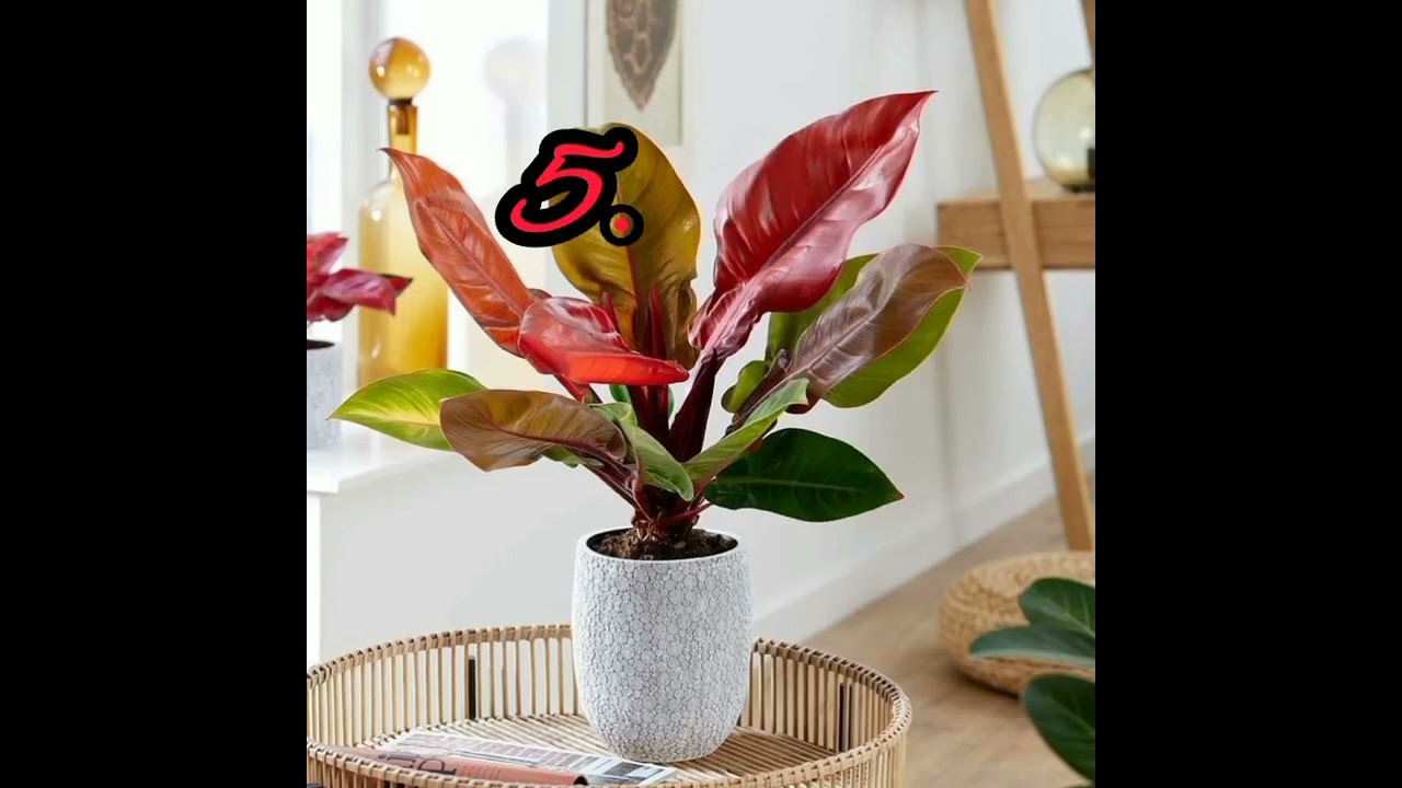 Philodendron Prince of orange (Care tips )
