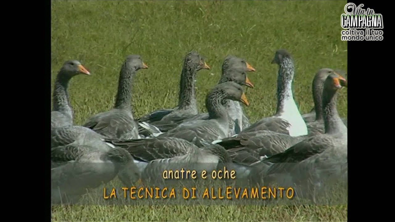 L’allevamento delle anatre